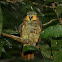 Loro