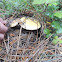Amanita (gal)