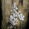 Fairy Ink Cap