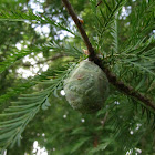 Bald cypress cones