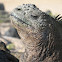 Galapagos marine iguana