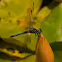 Blue Dasher