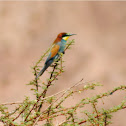 bee-eater