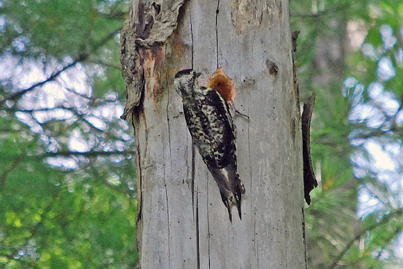 Spotting Image 1