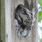 Eastern Screech Owl