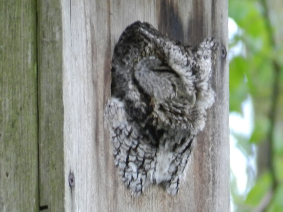 Spotting Image 1