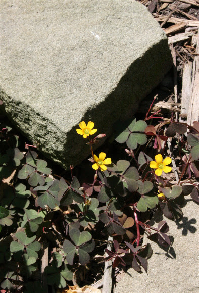 Spotting Image 1