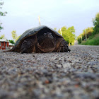Snapping Turtle