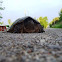 Snapping Turtle