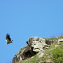 Himalayan vulture