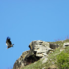 Himalayan vulture