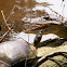 Caiman and Black Turtle