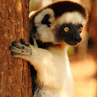 Verreaux's sifaka
