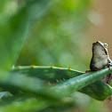 American Green Treefrog