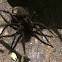 Jumping spider