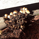 Mica Cap
