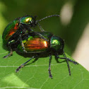 Dogbane beetles (mating pair)
