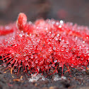 Sundew