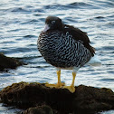 Kelp Goose