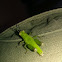 Dotted green small grasshopper nymph