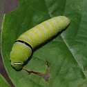 Zebra swallowtail (caterpillar)