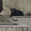 oso negro