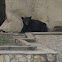 oso negro