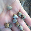 Mule deer scat