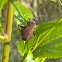 Large Squash Bug