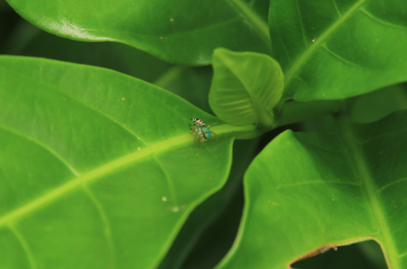 Spotting Image 1