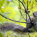 Eastern Gray Squirrel