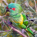 Musk Lorikeet