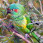 Musk Lorikeet