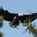 BALD EAGLE