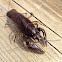 Crayfish