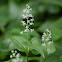False lily of the valley