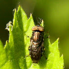 Syrphid fly