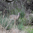 White Tail Deer