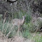 White Tail Deer