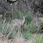 White Tail Deer
