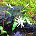 Star chickweed