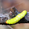 Polyphemus Moth caterpillar 