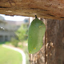 Chrysalis