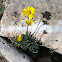 stemless four-nerve daisy
