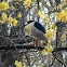 Black-crowned Night-Heron