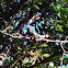 Female Anna's Hummingbird