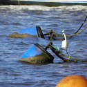 Egret (Garza)
