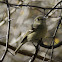 Hutton's Vireo
