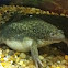 African Clawed Frog