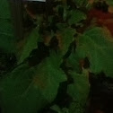 White Eggplant